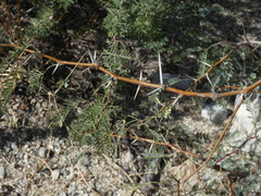 Prosopis velutina