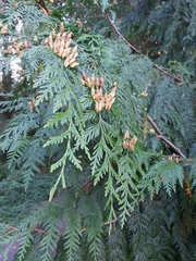 Thuja