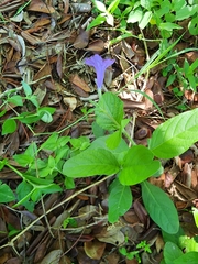 Ruellia ciliatiflora