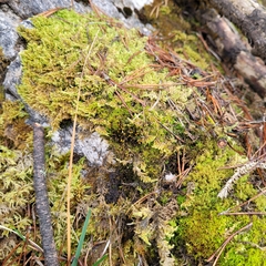 Grimmiaceae