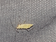 Macrosiphum euphorbiae