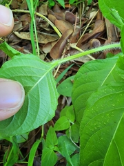 Ruellia ciliatiflora