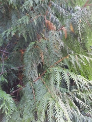 Thuja