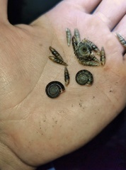 Trichobradybaena submissa