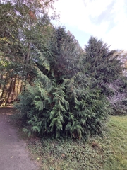 Thuja