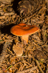 Lactarius aurantiacus