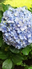 Hydrangea macrophylla
