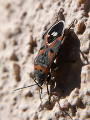 Lygaeus kalmii kalmii