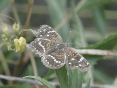 Anthanassa texana texana