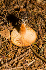 Lactarius aurantiacus