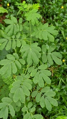Senna surattensis