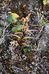 Pedicularis hirsuta