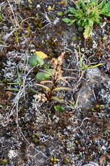 Pedicularis hirsuta