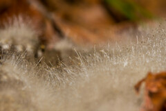 Phycomyces