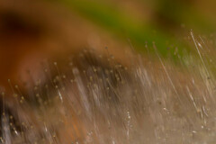 Phycomyces