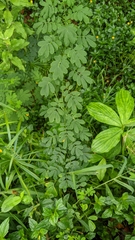 Senna surattensis