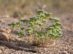 Eremocarya micrantha
