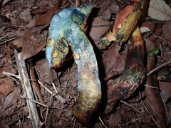 Suillellus luridus