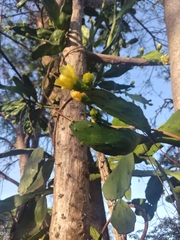 Brasiliopuntia brasiliensis