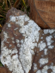 Erysiphe liriodendri