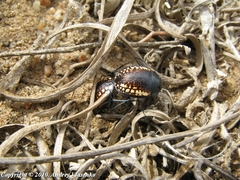 Zophosis amabilis