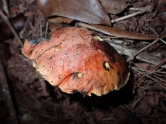Suillellus luridus
