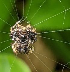 Thelacantha brevispina