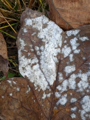 Erysiphe liriodendri