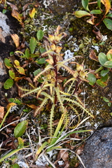 Pedicularis hirsuta
