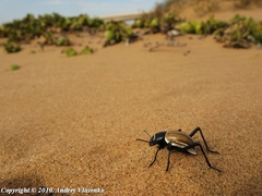 Onymacris marginipennis