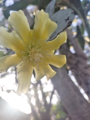 Brasiliopuntia brasiliensis