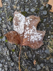 Erysiphe liriodendri