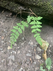 Cystopteris fragilis