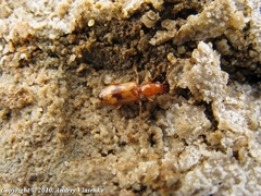 Cylindrocranius errans