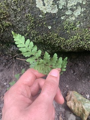 Cystopteris fragilis