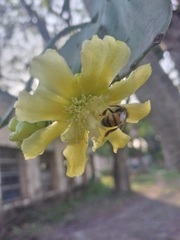 Brasiliopuntia brasiliensis