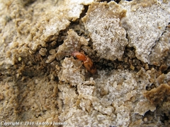 Cylindrocranius errans