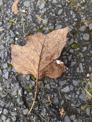 Erysiphe liriodendri