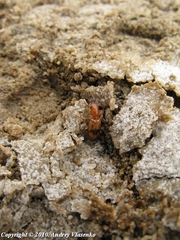 Cylindrocranius errans