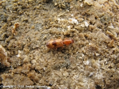 Cylindrocranius errans