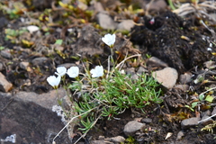 Cherleria arctica