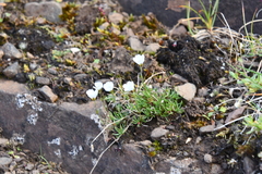 Cherleria arctica