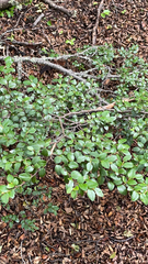 Nothofagus betuloides