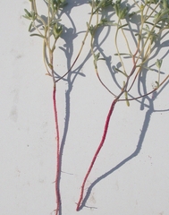 Eremocarya micrantha