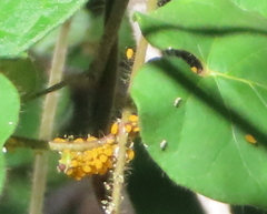 Aphis nerii