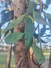 Brasiliopuntia brasiliensis