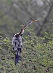 Anhinga melanogaster