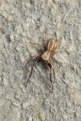 Trite auricoma
