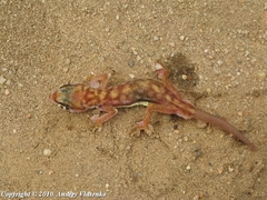Pachydactylus rangei
