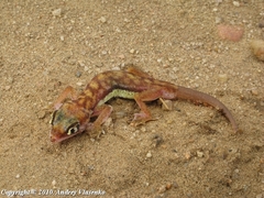 Pachydactylus rangei